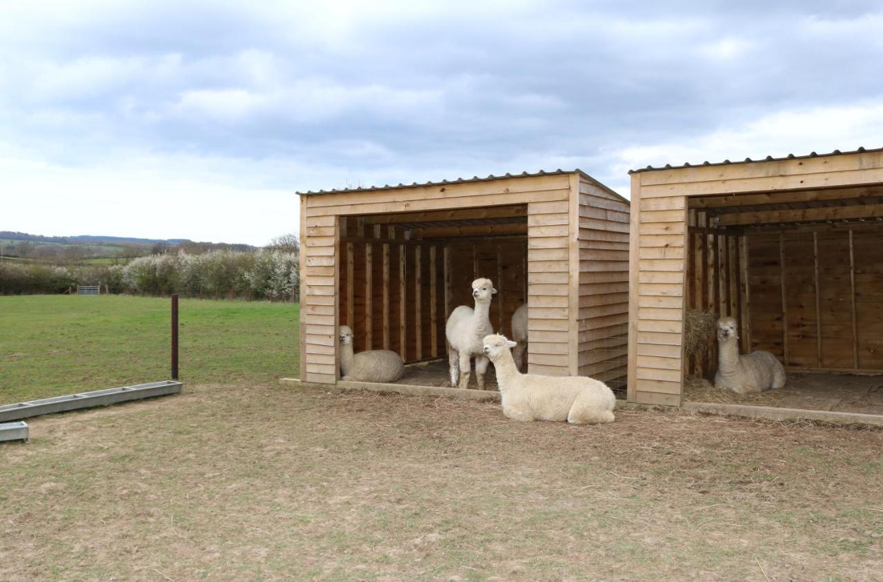 Dartmoor Reach Alpaca Farm Heated Cabins 5 Mins Drive To Dartmoor ボベイ・トレーシー エクステリア 写真