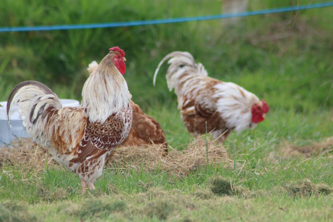 Dartmoor Reach Alpaca Farm Heated Cabins 5 Mins Drive To Dartmoor ボベイ・トレーシー エクステリア 写真