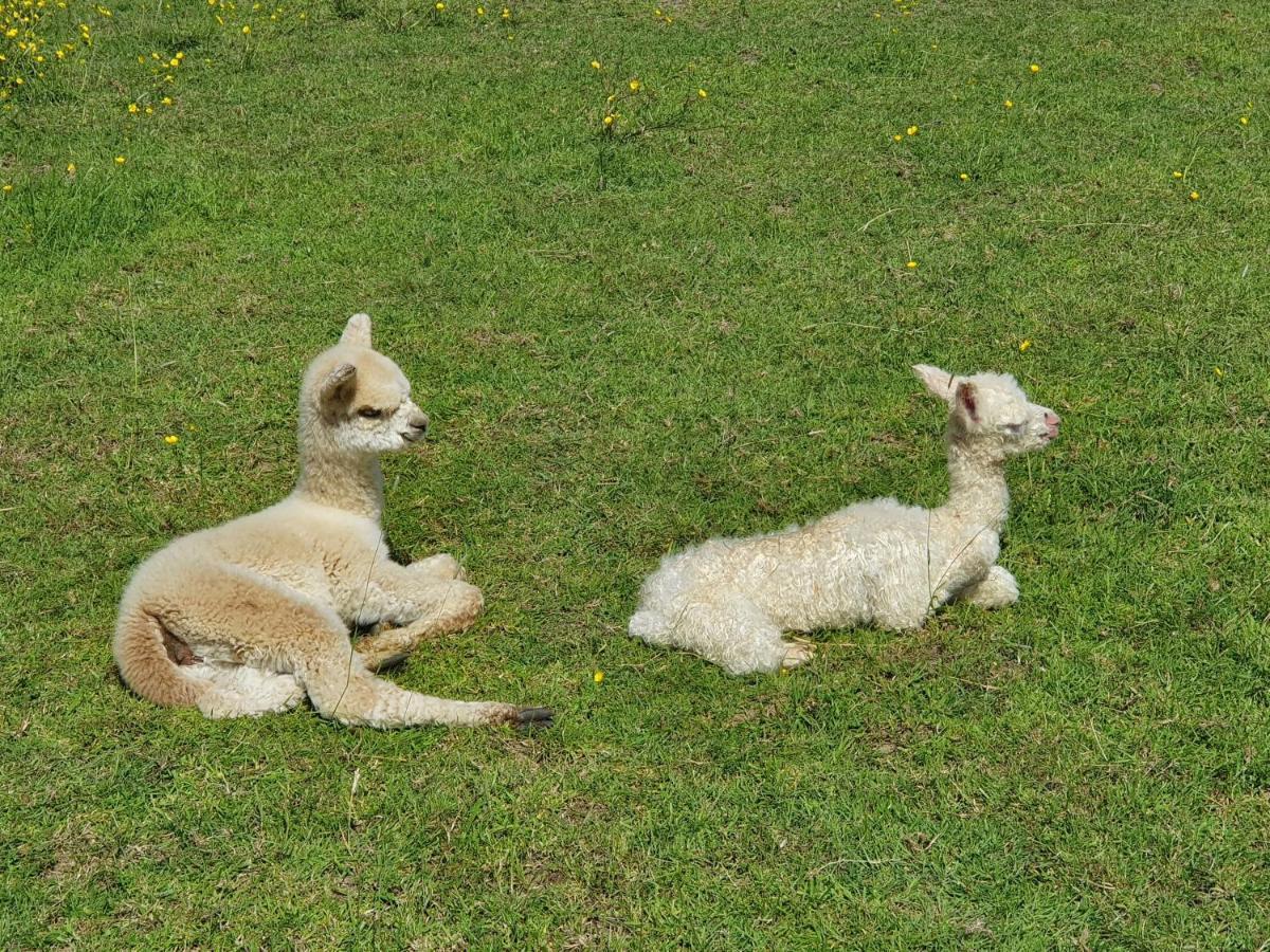 Dartmoor Reach Alpaca Farm Heated Cabins 5 Mins Drive To Dartmoor ボベイ・トレーシー エクステリア 写真