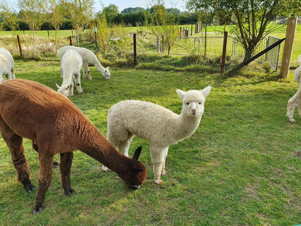 Dartmoor Reach Alpaca Farm Heated Cabins 5 Mins Drive To Dartmoor ボベイ・トレーシー エクステリア 写真