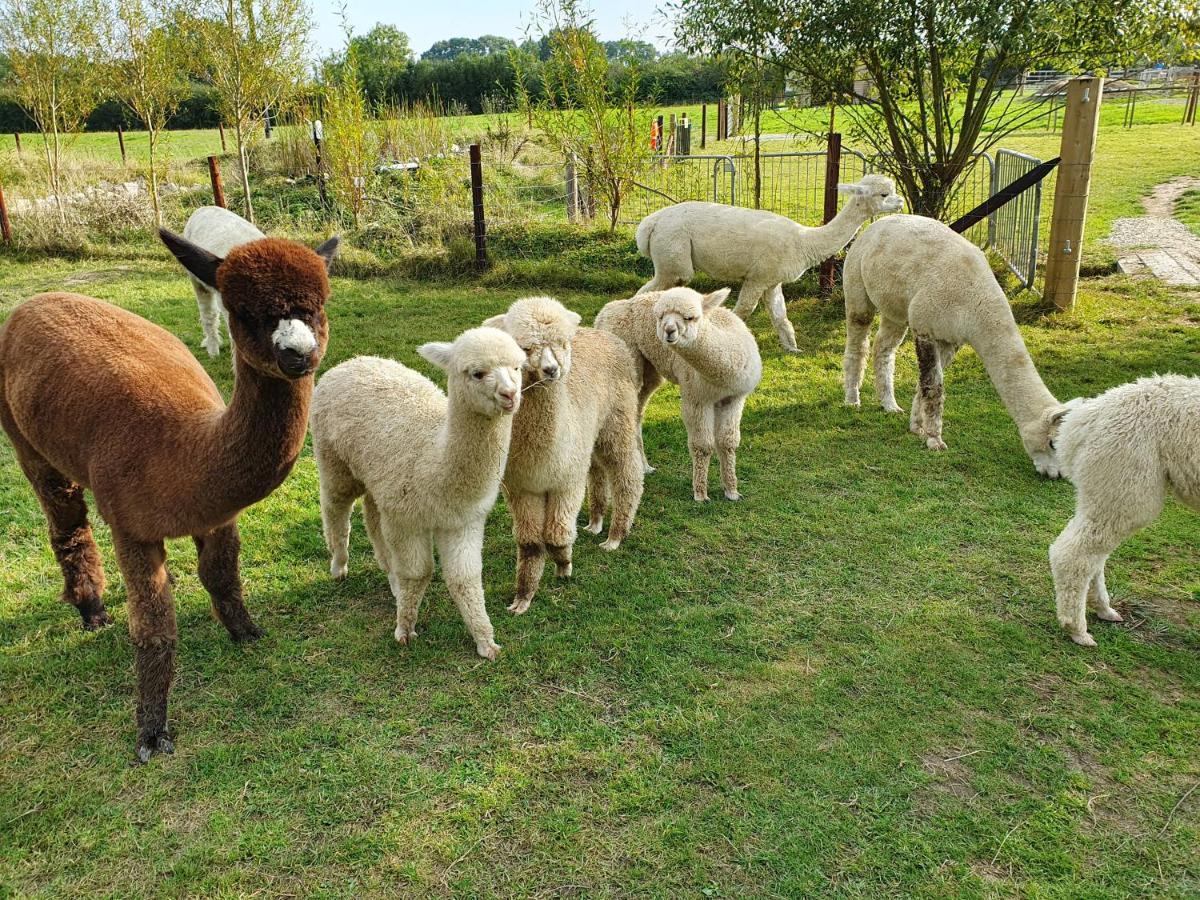 Dartmoor Reach Alpaca Farm Heated Cabins 5 Mins Drive To Dartmoor ボベイ・トレーシー エクステリア 写真