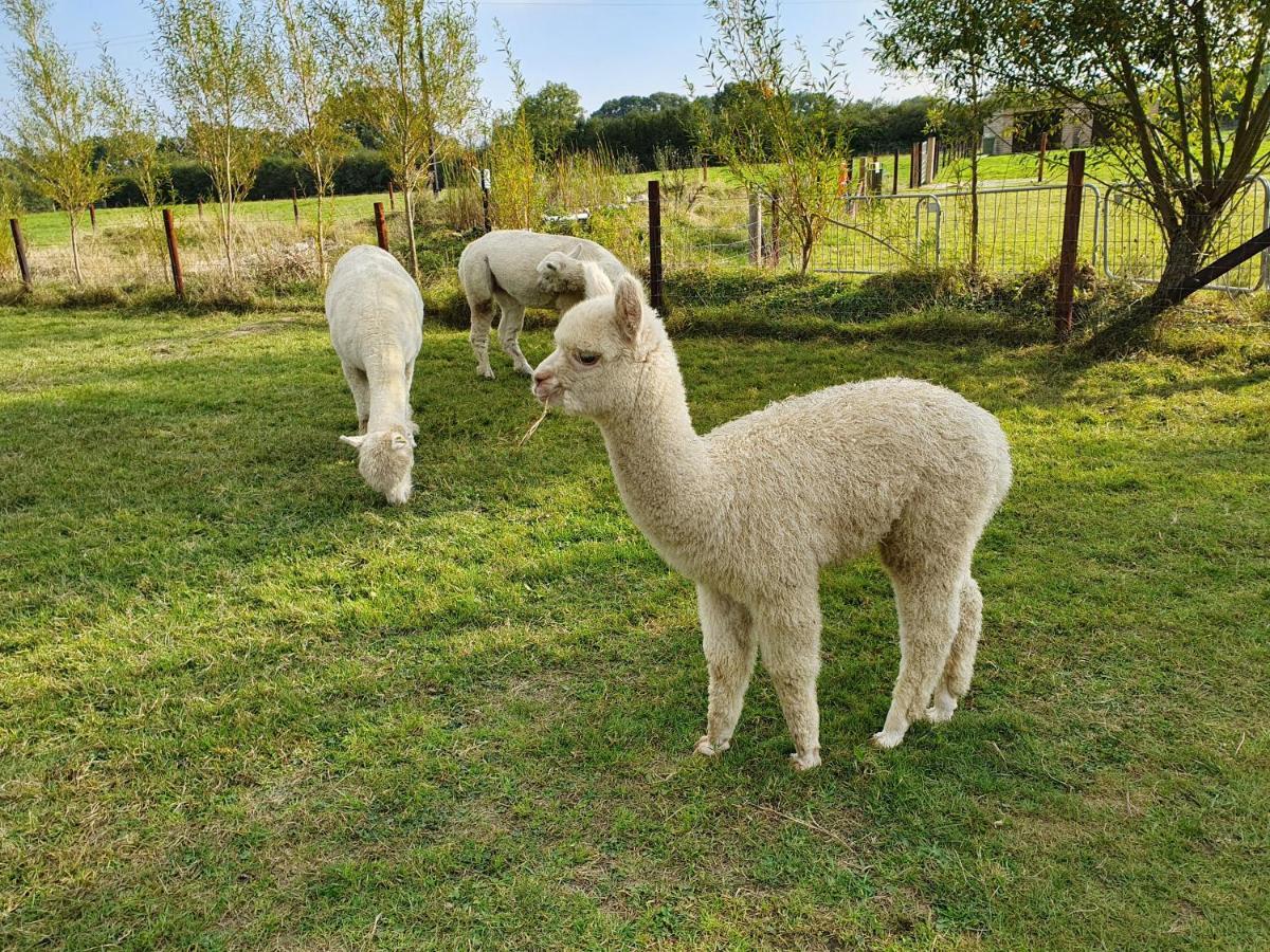 Dartmoor Reach Alpaca Farm Heated Cabins 5 Mins Drive To Dartmoor ボベイ・トレーシー エクステリア 写真
