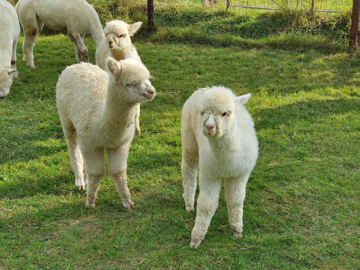 Dartmoor Reach Alpaca Farm Heated Cabins 5 Mins Drive To Dartmoor ボベイ・トレーシー エクステリア 写真