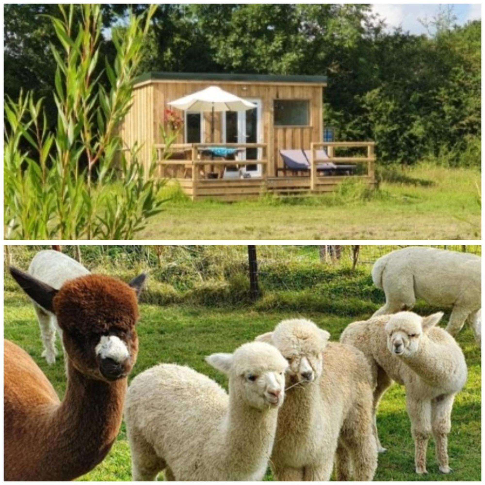 Dartmoor Reach Alpaca Farm Heated Cabins 5 Mins Drive To Dartmoor ボベイ・トレーシー エクステリア 写真