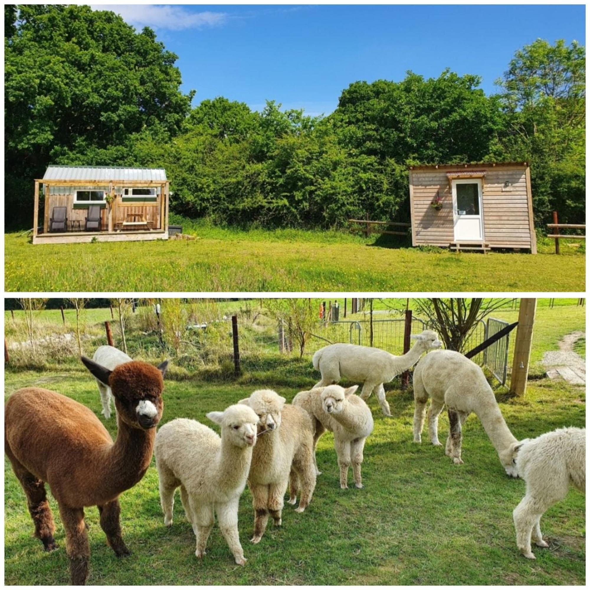 Dartmoor Reach Alpaca Farm Heated Cabins 5 Mins Drive To Dartmoor ボベイ・トレーシー 部屋 写真