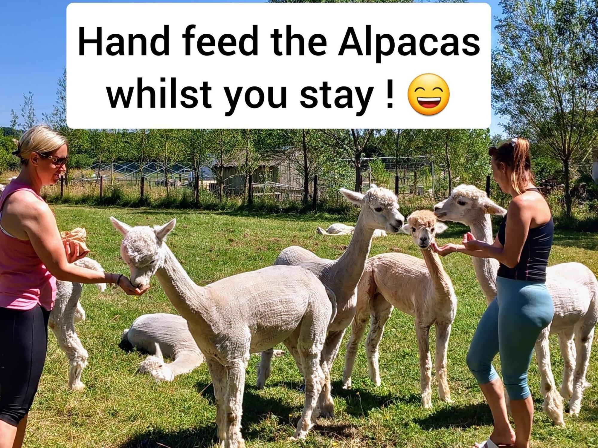 Dartmoor Reach Alpaca Farm Heated Cabins 5 Mins Drive To Dartmoor ボベイ・トレーシー エクステリア 写真