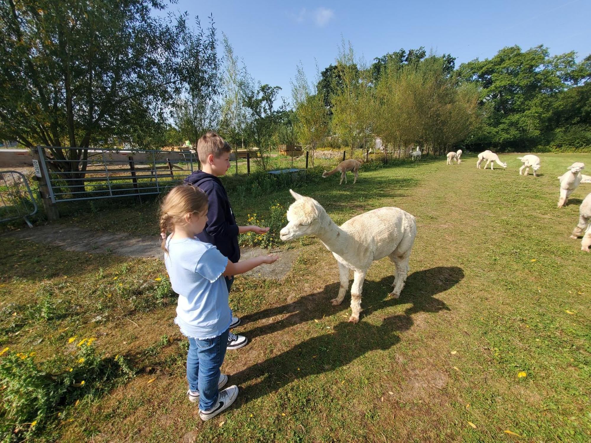 Dartmoor Reach Alpaca Farm Heated Cabins 5 Mins Drive To Dartmoor ボベイ・トレーシー エクステリア 写真