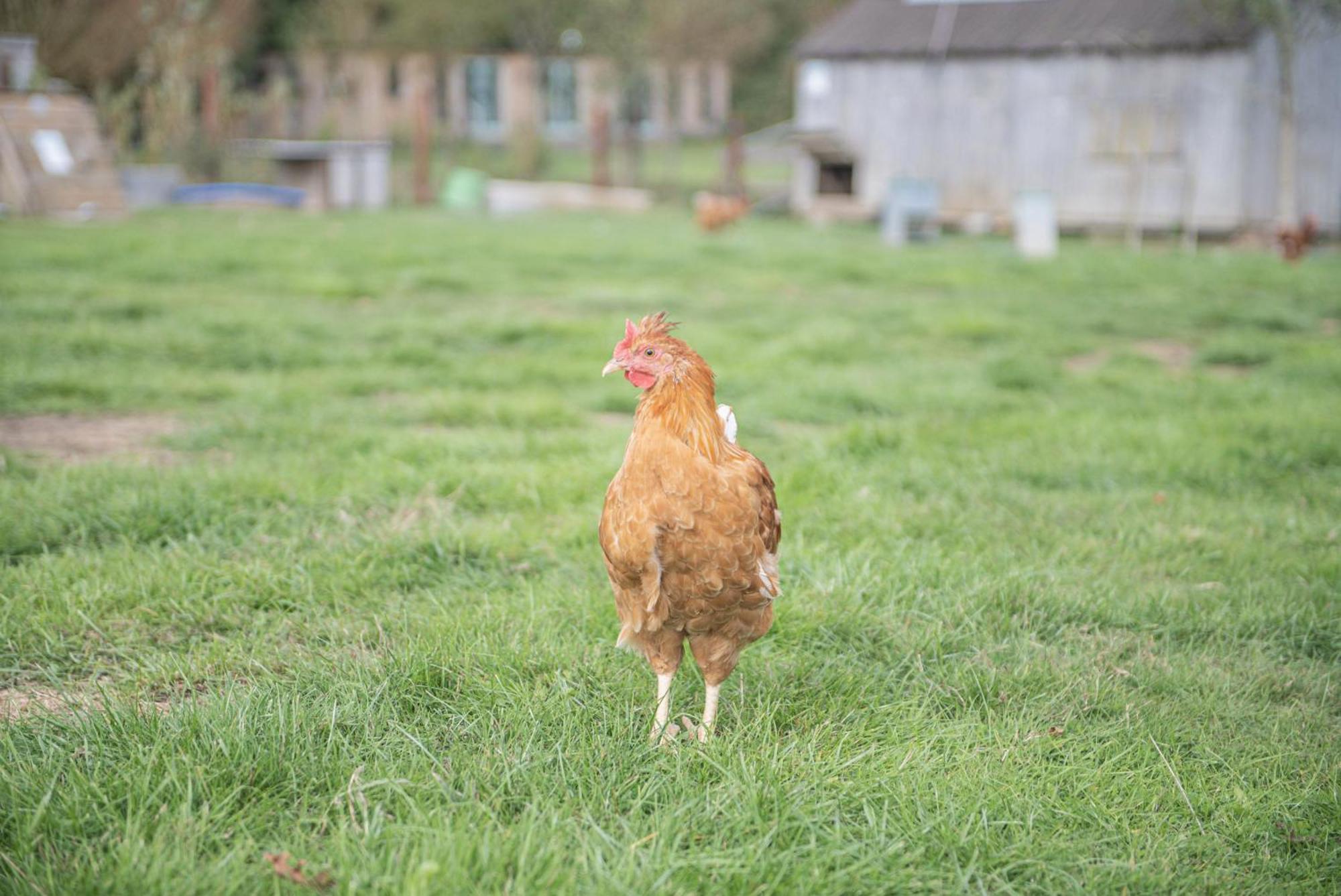 Dartmoor Reach Alpaca Farm Heated Cabins 5 Mins Drive To Dartmoor ボベイ・トレーシー 部屋 写真