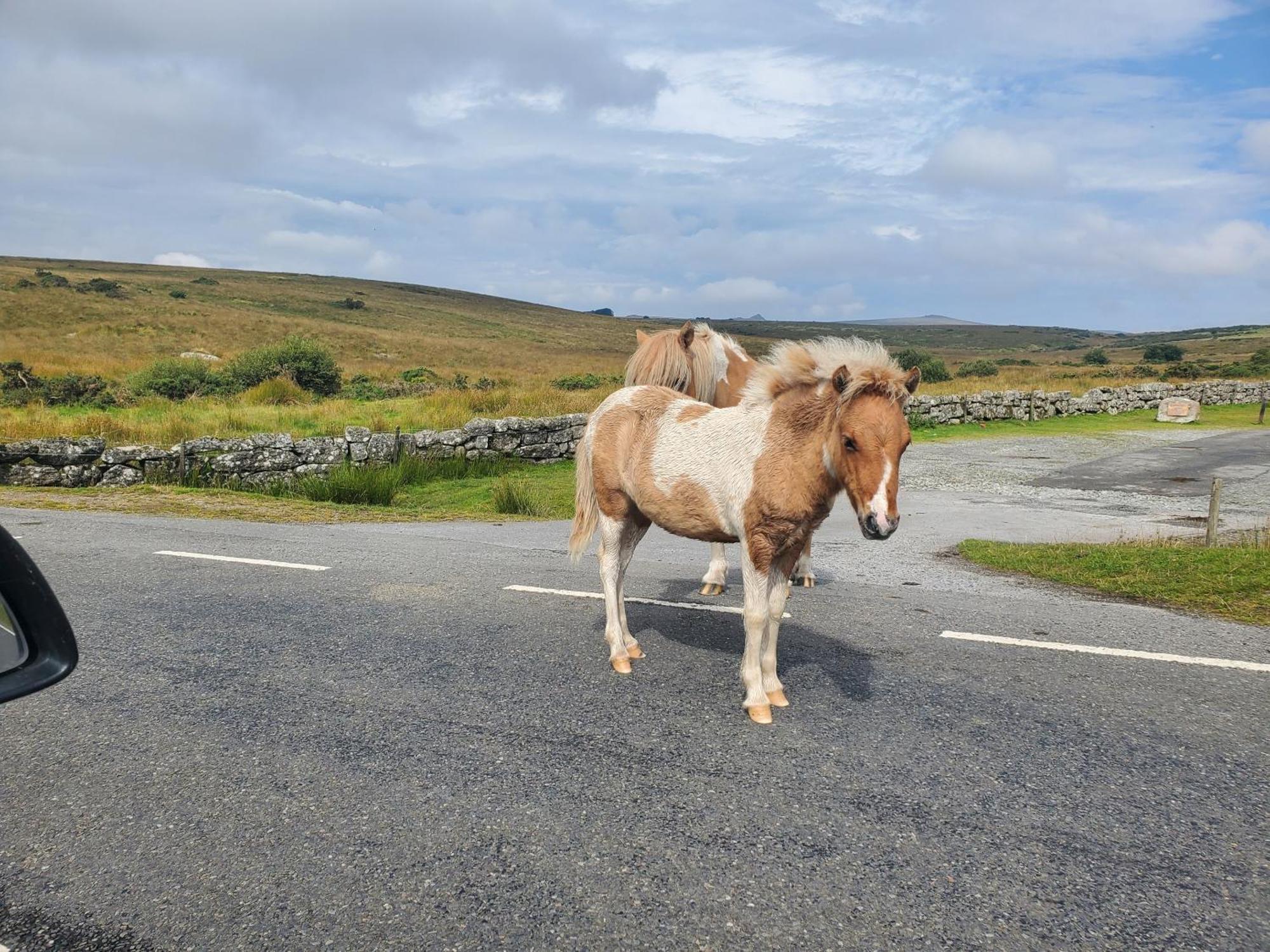 Dartmoor Reach Alpaca Farm Heated Cabins 5 Mins Drive To Dartmoor ボベイ・トレーシー エクステリア 写真