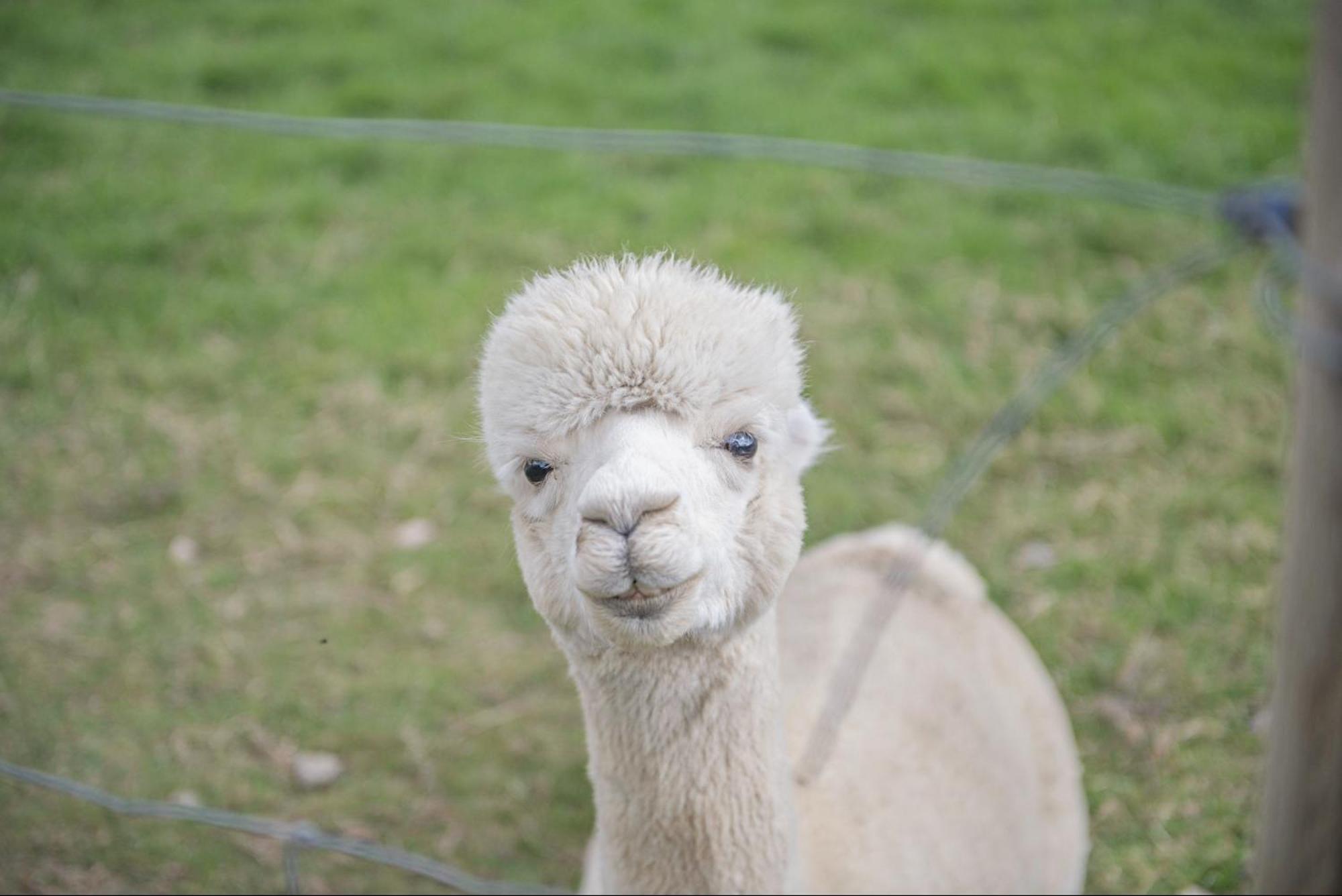 Dartmoor Reach Alpaca Farm Heated Cabins 5 Mins Drive To Dartmoor ボベイ・トレーシー エクステリア 写真