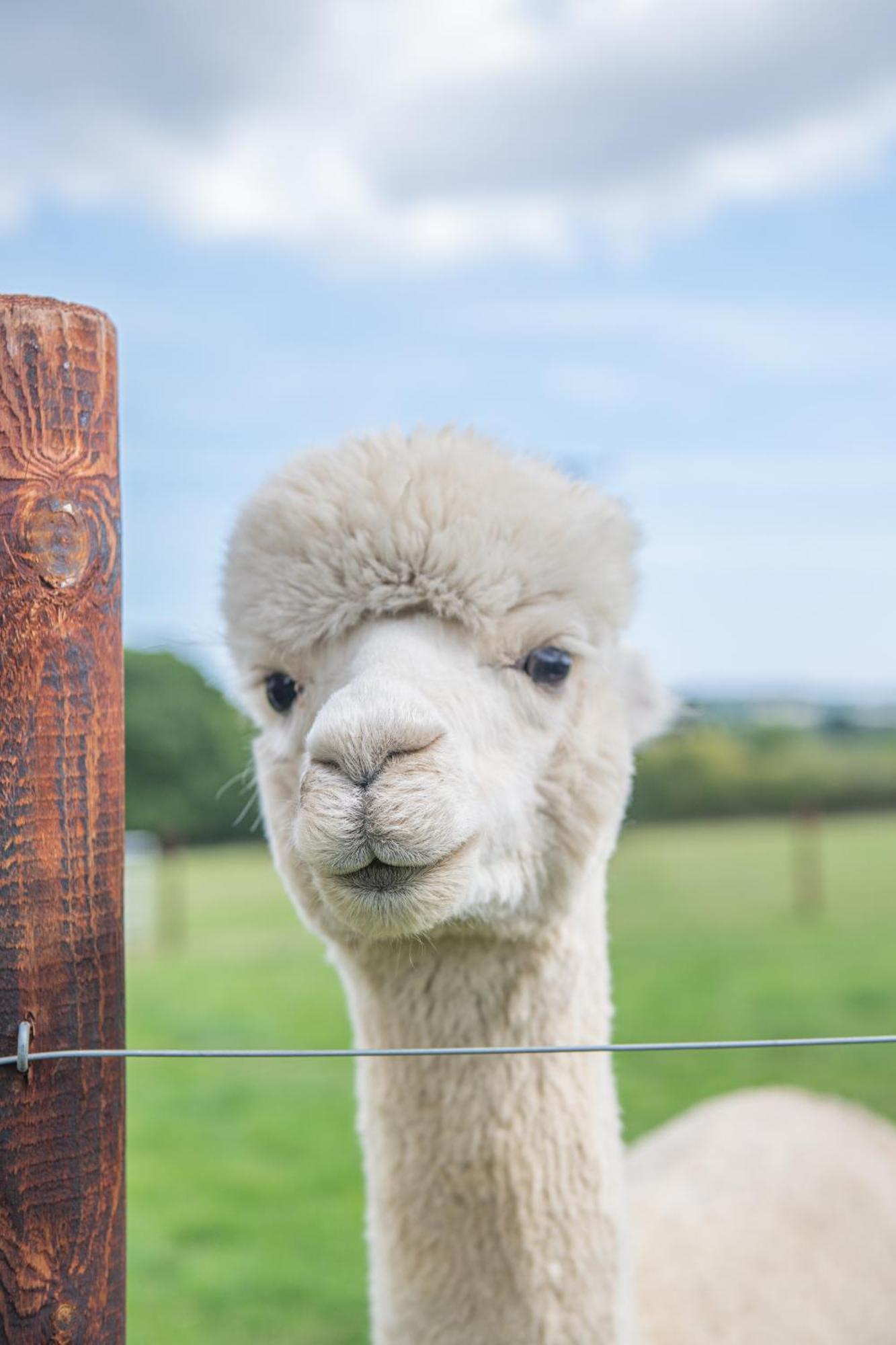 Dartmoor Reach Alpaca Farm Heated Cabins 5 Mins Drive To Dartmoor ボベイ・トレーシー 部屋 写真